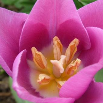 Tulipa 'Blue Beauty'