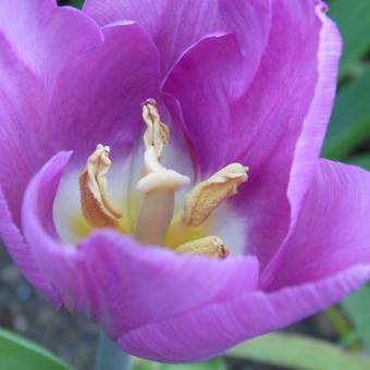 Tulipa 'Blue Beauty'