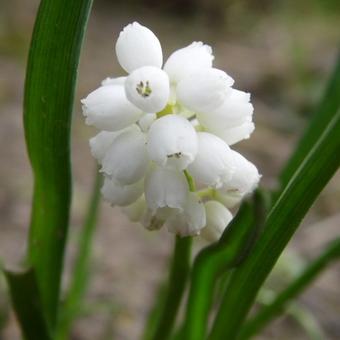 Muscari aucheri 'White Magic'