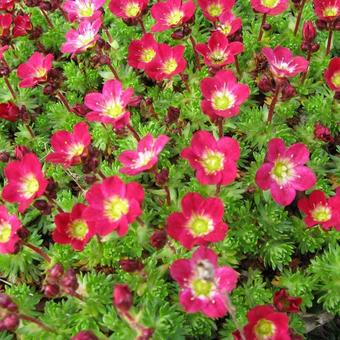 Saxifraga (Mossy Group) 'Luschtinetz'