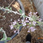 Buddleja crispa - 