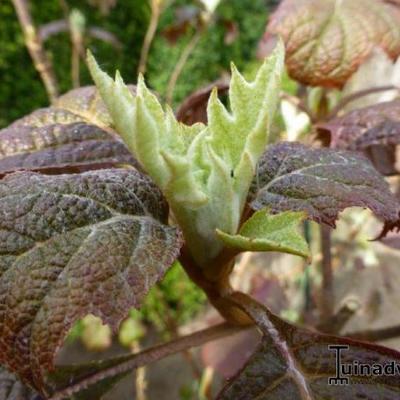 Hydrangea quercifolia 'Burgundy' - Hydrangea quercifolia 'Burgundy'