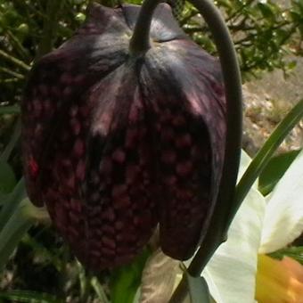 Fritillaria meleagris