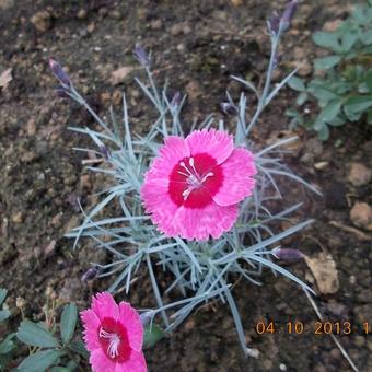 Dianthus gratianopolitanus 'India Star'