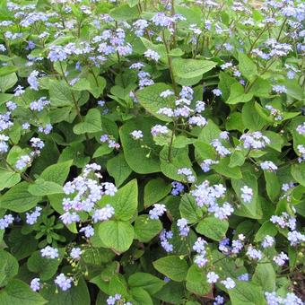 Brunnera macrophylla