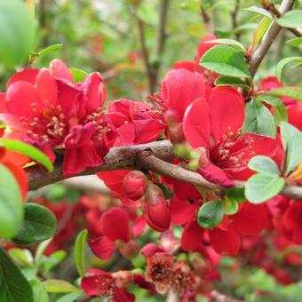 Chaenomeles japonica 'Sargentii'