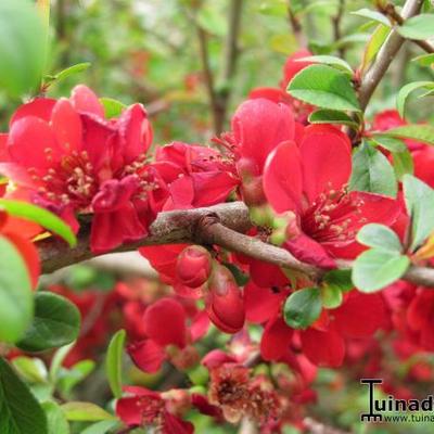 Chaenomeles japonica 'Sargentii' - 