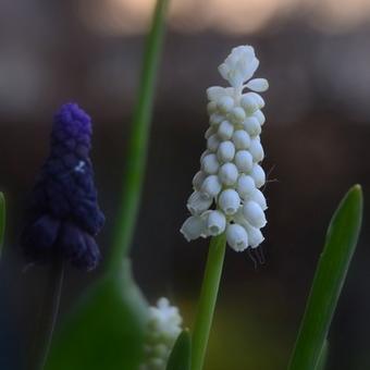 Muscari botryoides 'Album'