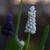 Muscari botryoides 'Album'