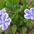 Omphalodes cappadocica 'Starry Eyes'