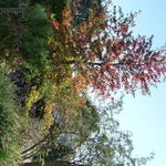 Liquidambar styraciflua 'Lane Roberts' - 