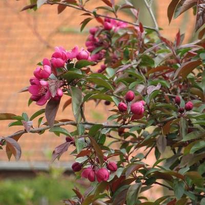 Malus  'Royalty' - 