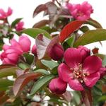 Malus  'Royalty' - 