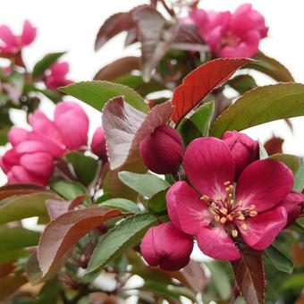 Malus  'Royalty'