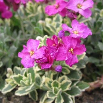 Aubrieta ‘Argenteovariegata’