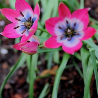 Tulipa 'Little Beauty'