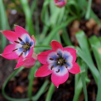 Tulipa 'Little Beauty'