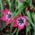 Tulipa 'Little Beauty'