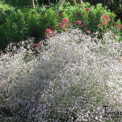 Gypsophila paniculata 'Rosenschleier' - Gypsophila paniculata 'Rosenschleier'