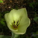 Tulipa ' 'Yokohama'  - 