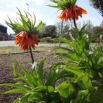 Fritillaria imperialis ‘Rubra Maxima' - 