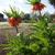 Fritillaria imperialis ‘Rubra Maxima'