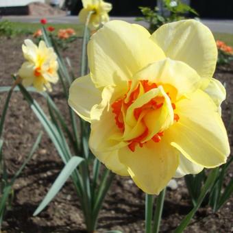 Narcissus 'Tahiti'