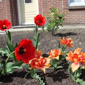 Tulipa 'Crystal Beauty'