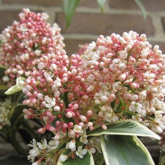 Skimmia japonica 'MAGIC Marlot'