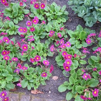 Primula 'Wanda'