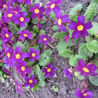 Primula 'Wanda'