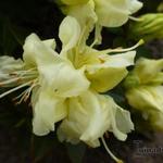 Rhododendron 'Curlew' - 