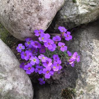 Aubrieta 'Hamburger Stadtpark'