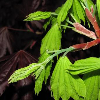 Acer shirasawanum 'Aureum'