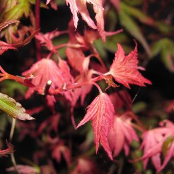 Acer palmatum 'Kasen-nishiki'