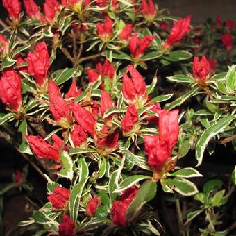 Rhododendron 'Silver Sword'