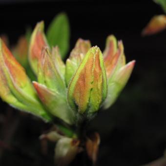 Rhododendron 'Lapwing'