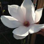 Magnolia x soulangeana 'Alba Superba' - 