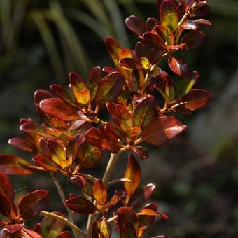 Coprosma 'Evening Glow'