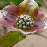 Cornus florida 'Cherokee Chief' - 