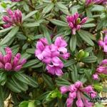 Daphne x susannae 'Cheriton' - 