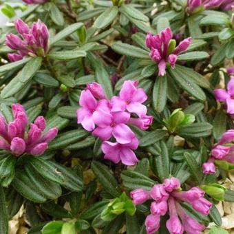 Daphne x susannae 'Cheriton'