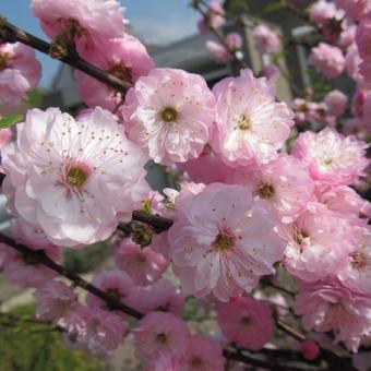 Prunus triloba