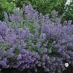 Nepeta racemosa 'Blue Wonder' - 