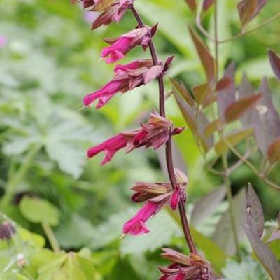 Salvia 'Wendy's Wish' - 