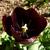 Tulipa 'Queen Of Night'