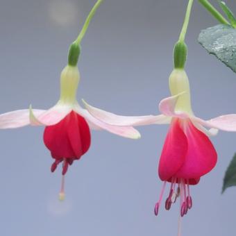 Fuchsia 'Celia Smedley’