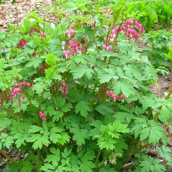 Lamprocapnos spectabilis