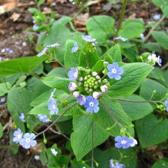 Brunnera macrophylla