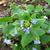 Brunnera macrophylla